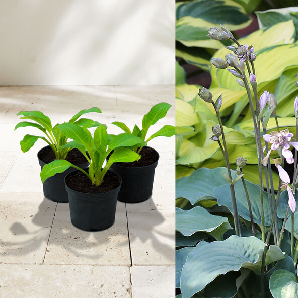 Σετ 3 τεμαχίων Hosta „Schattenzauber“