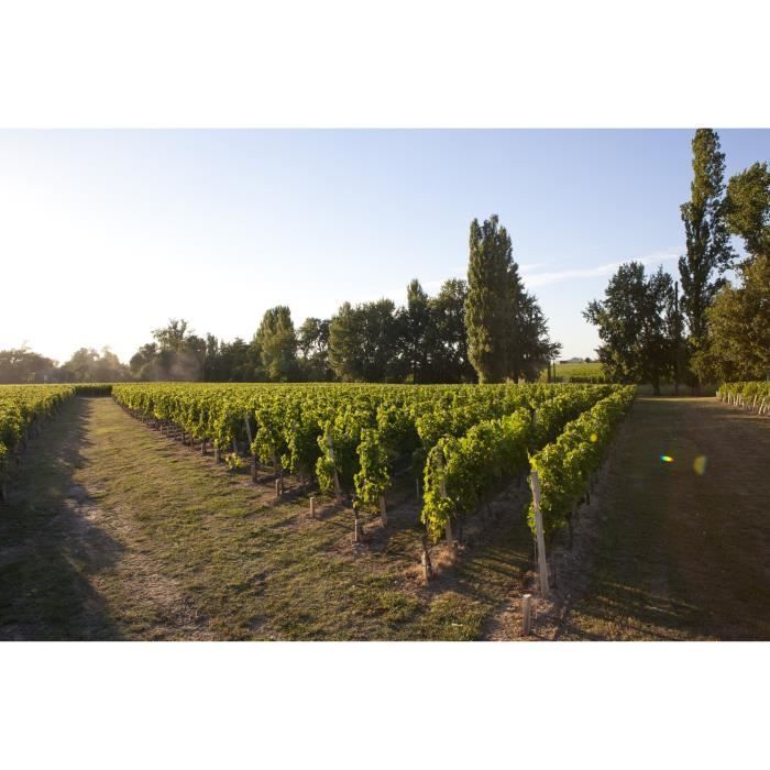 Château La Croix Montlabert 2018 Saint-Emilion Grand Cru - Vino Tinto Burdeos
