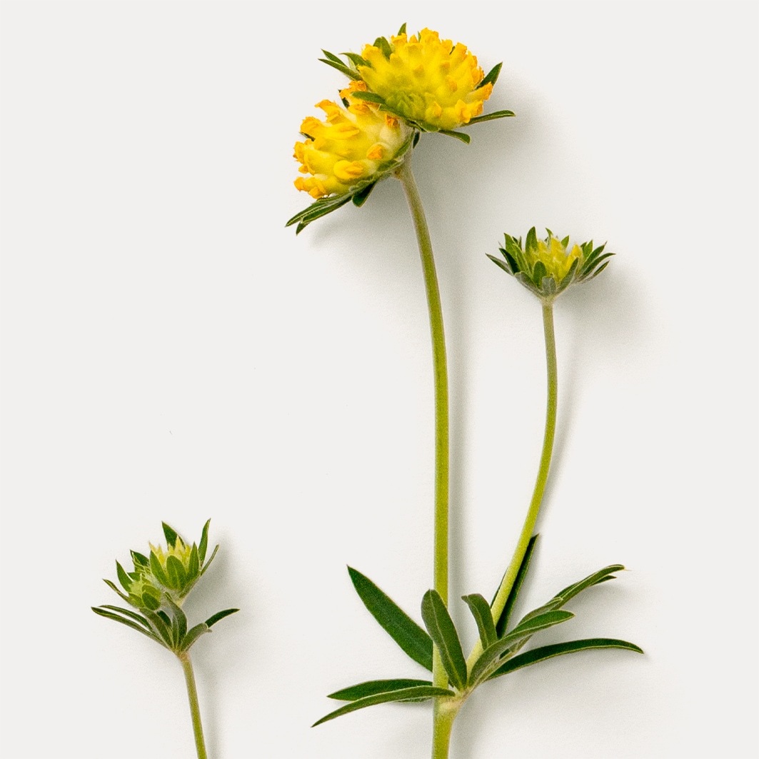 Hauschka tonik za obraz - 100 ml