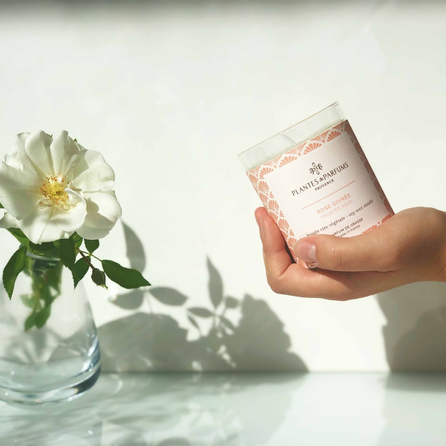 Plantes & Parfums Rose Givrée