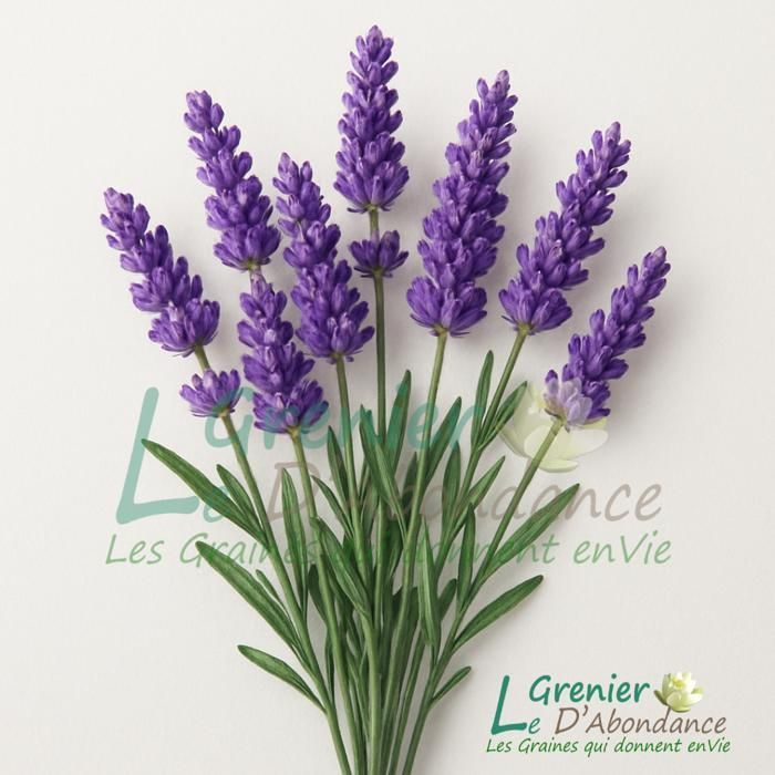 50 semillas aromáticas - LAVANDA VERDADERA