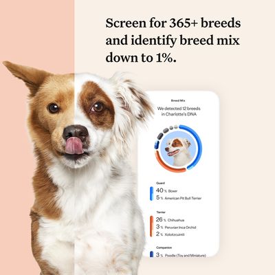 Wisdom Panel™ Premium Hunde-DNA-Test