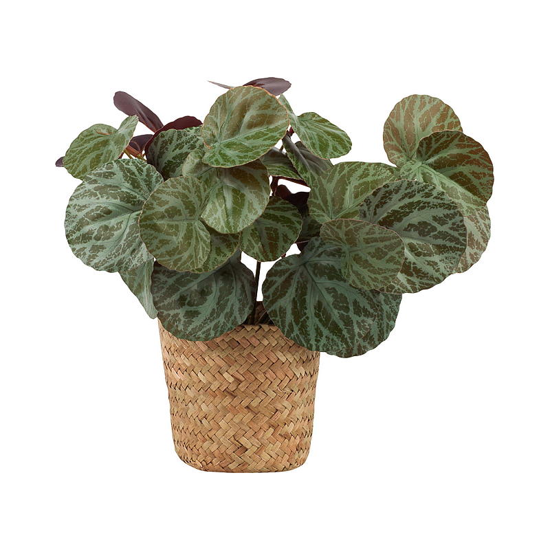 Zimmerpflanze (25 cm) mit Korb