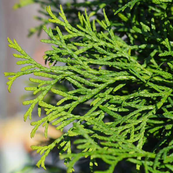 Thuja Smaragd, 20er-set + Dünger