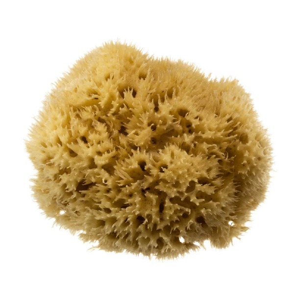 Hydrea London Naturlig Honeycomb Sjøsvamp