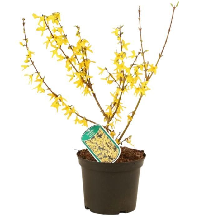 Forsythia Spectabilis 3L