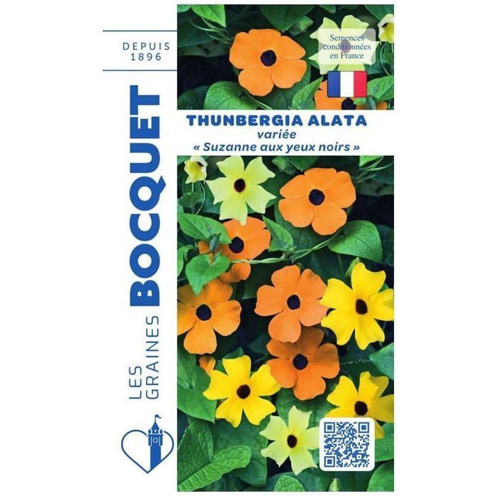 Graine - Semence - Thunbergia alata ou Suzanne aux yeux noirs variée