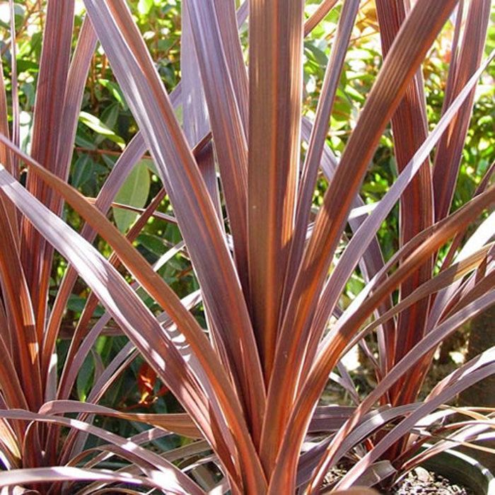 Cordyline australe 