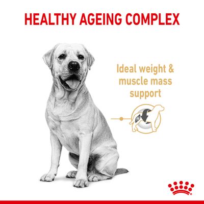 Royal Canin Labradorinnoutaja Adult 5+