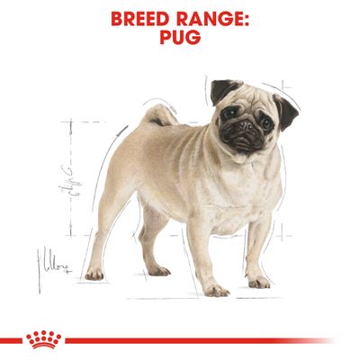 Royal Canin Mops Erwachsene