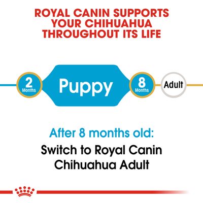 Cucciolo di Chihuahua Royal Canin