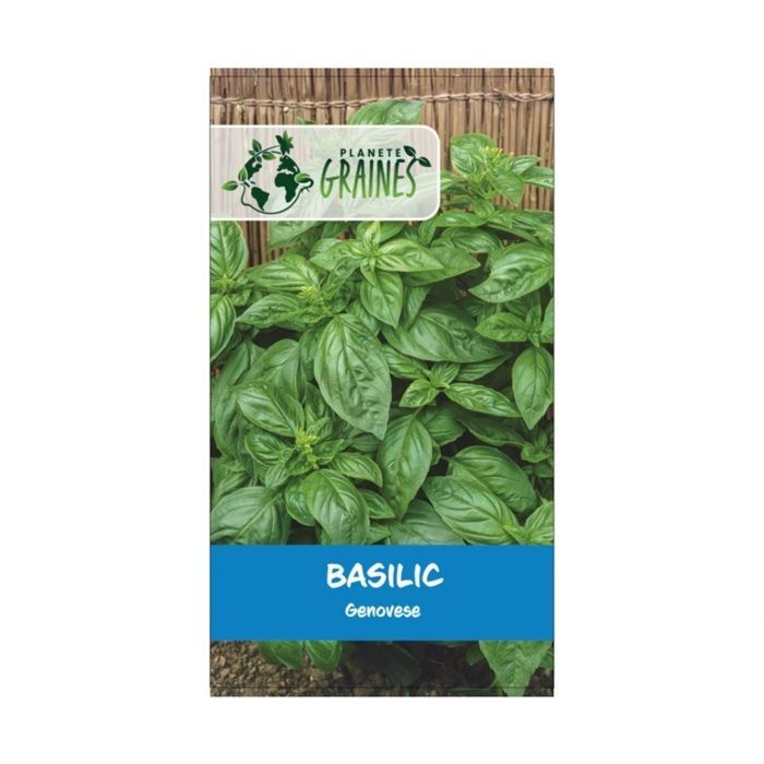 250 semillas de albahaca verde genovesa grande - Hierba aromática clásica gigante - Semillas de hortalizas para interior y exterior
