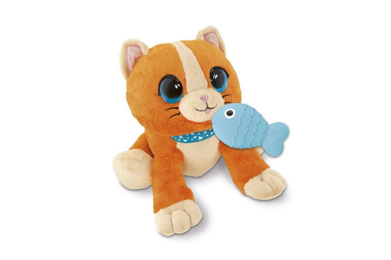 Chat Coucou Chat WOW ANIMAUX