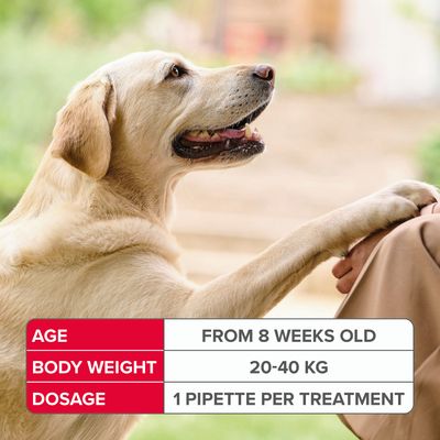 beaphar FIPROtec® Spot-on anti-puces et tiques pour chiens - L (20-40 kg)