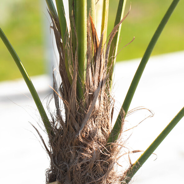Κινέζικη κάνναβη Palm XXL