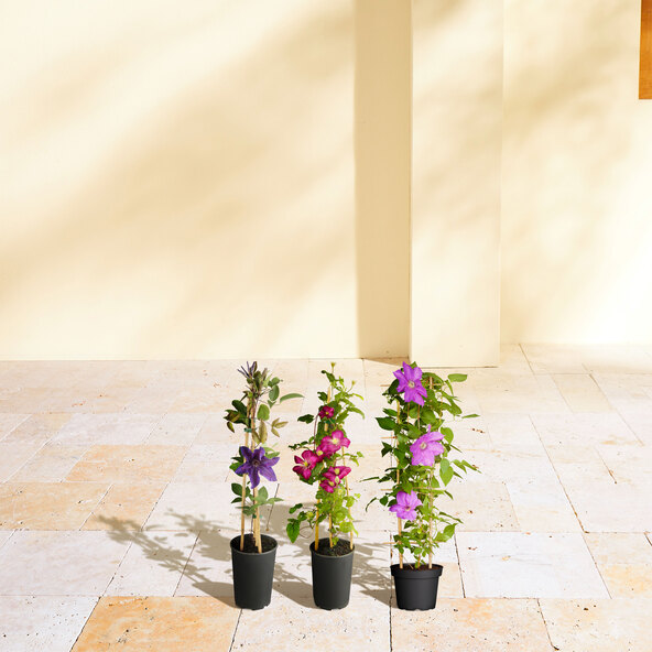 Waldrebe Clematis, 3-osainen sarja