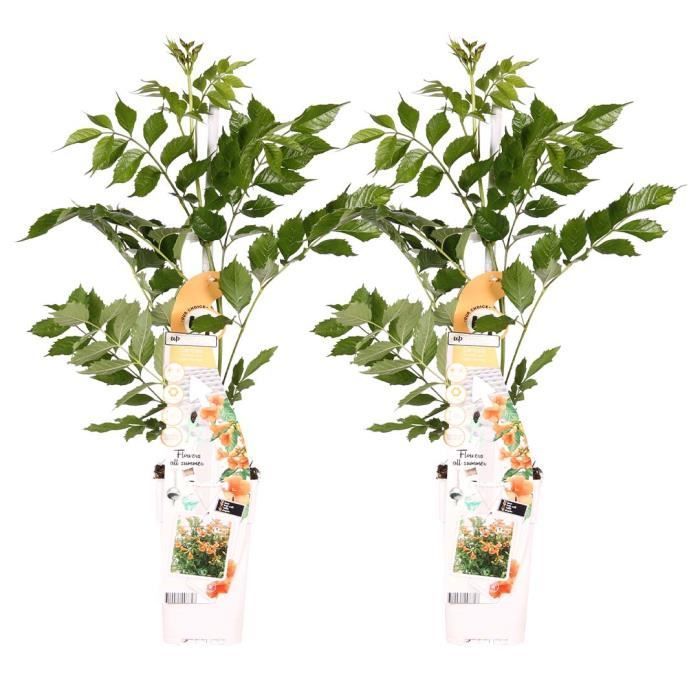 2x Campsis 'Indian Summer' – Creeper – Trompette Grimpeuse – Hardy - D15 cm – H55-65 cm