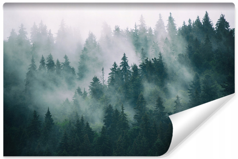 Fototapeta Las we mgle 180x120cm