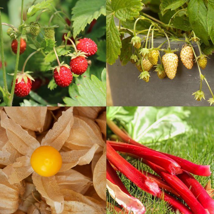 Juego de semillas de frutas: semillas de hortalizas y frutas de primera calidad con 8 variedades de plantas frutales para el jardín.