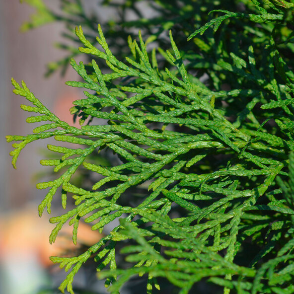 Φράχτης Thuja Emerald arborvitae, 30 τεμ.