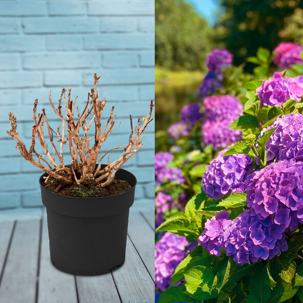 Hortensie Purple Bang