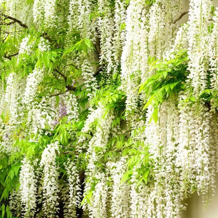 Wisteria Mix - 3 Plants - Hardy, climbing, deciduous flowering shrub