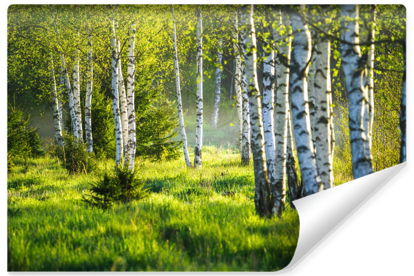 Fototapeta Do Jadalni Barwny Las Brzozowy 3D 90x60cm
