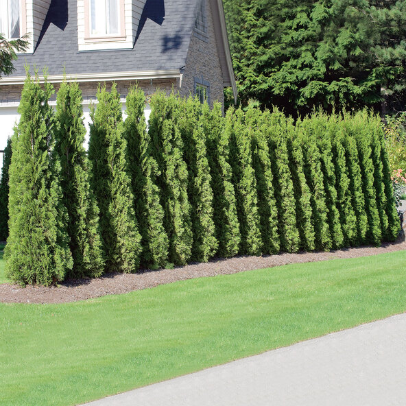Lebensbaum-Hecke Easy Grow, 3er-set