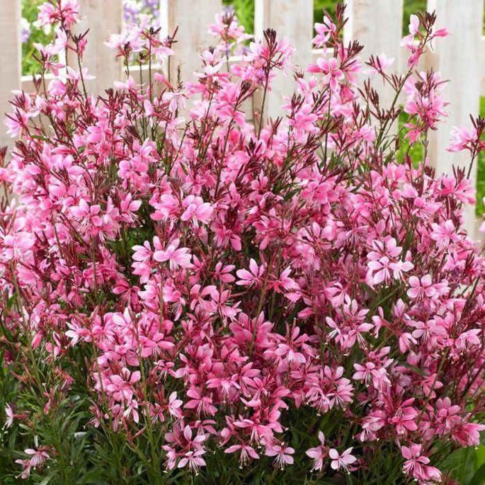 Gaura Sel® Belleza Donkerroze