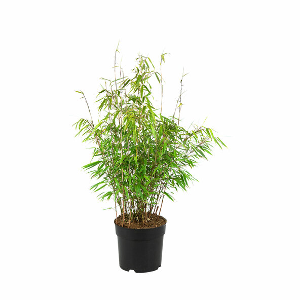 Bambus de grădină Green Asia