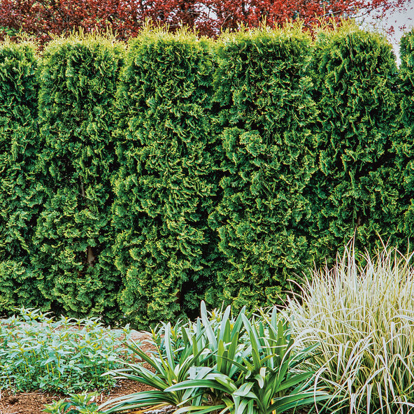 Lebensbaum-Hecke Easy Grow, zestaw 3 sztuk