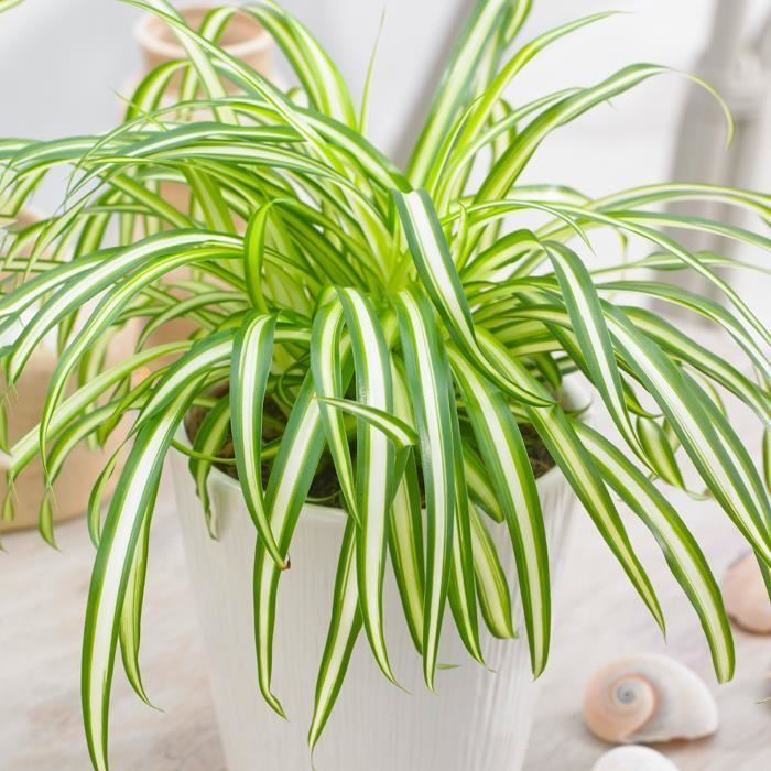 Chlorophytum Variegatum - Spider Plant | Indoor Plant Gift (20 to 30 cm pot included)