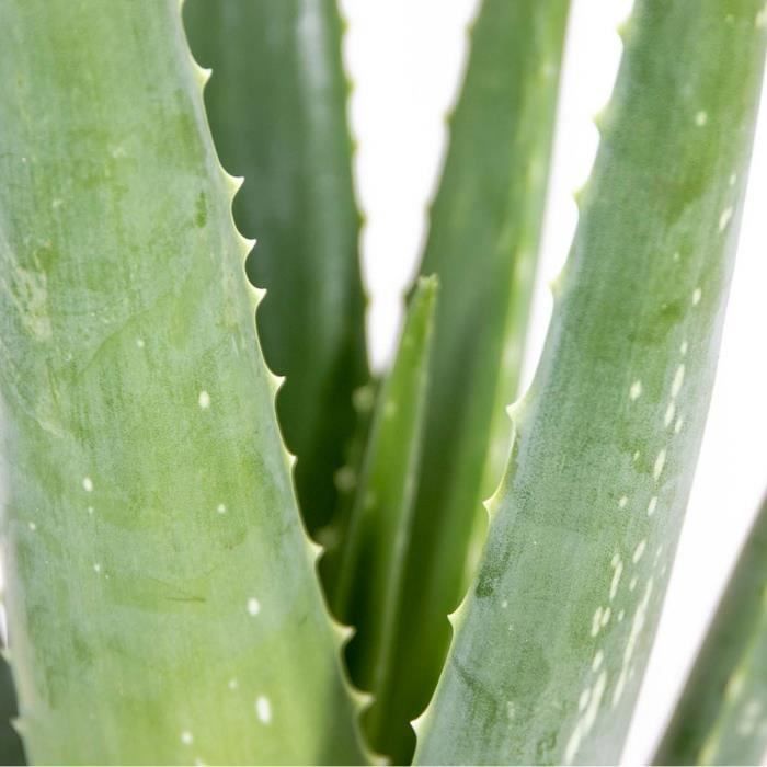 2x Aloe Vera Barbadensis - Plante succulente - Entretien facile - D12 cm - H35-40 cm