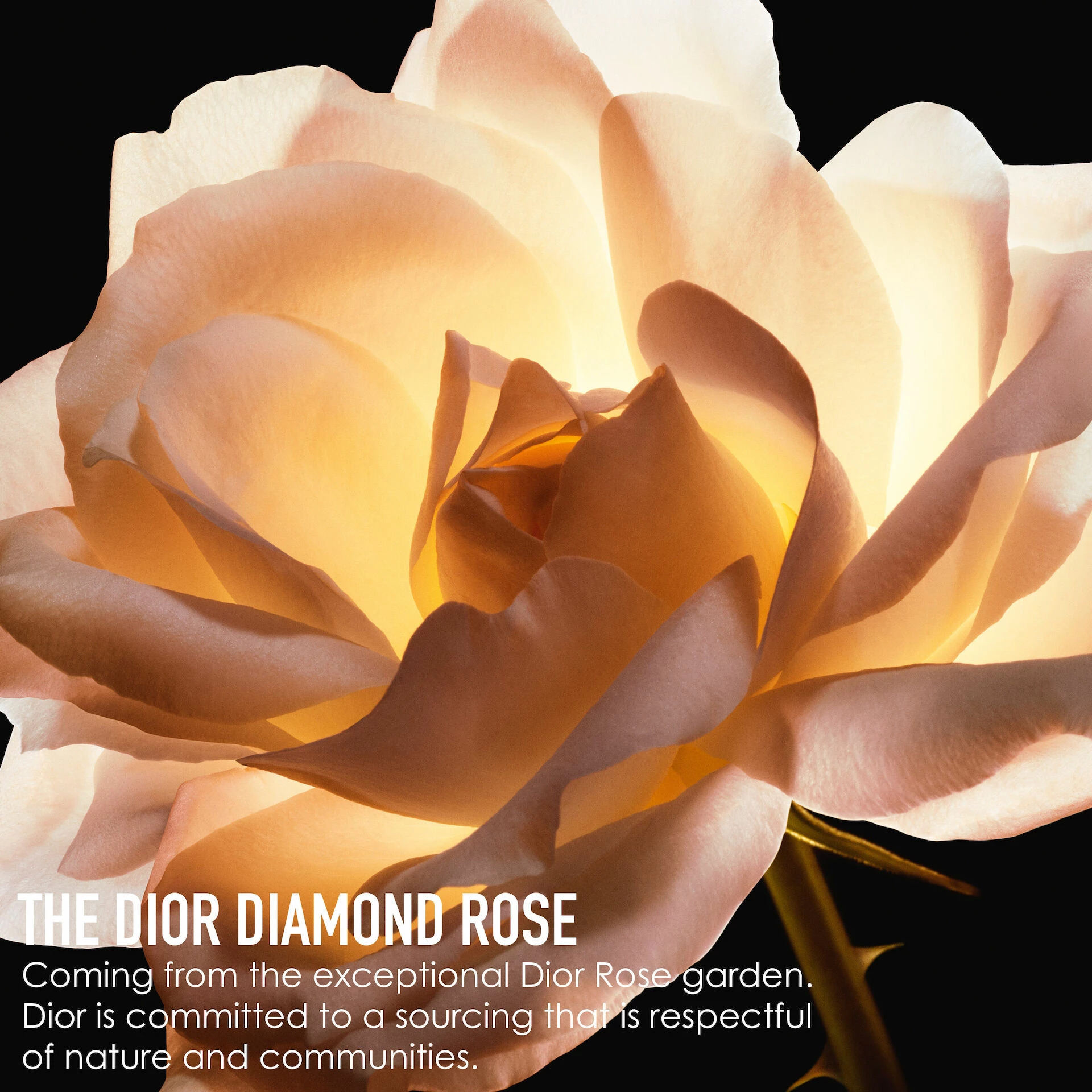 Prestige La Crème Riche 50 ml - DIOR