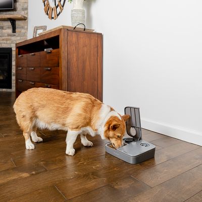 PetSafe® Automatischer Futterautomat für 2 Mahlzeiten – 20 % Rabatt!*