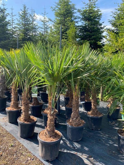 Sunny Tree - Palmier - Trachycarpus Fortunei - Palmier éventail chinois - palmier chanvre - Palm Arbre - 150 CM