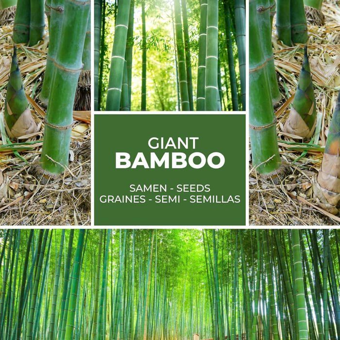 MOSO aprox. 60 semillas/Phyllostachys pubescens/