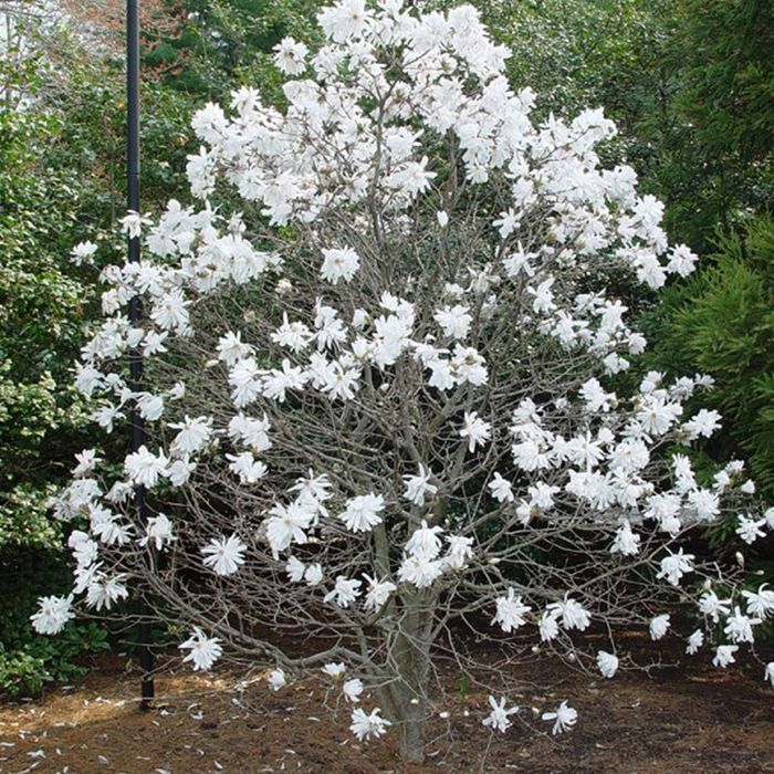 1 X MAGNOLIA STELLATA, ARBUSTO CADUCIFOLIO RESISTENTE, PLANTA DE JARDÍN EN MACETA.