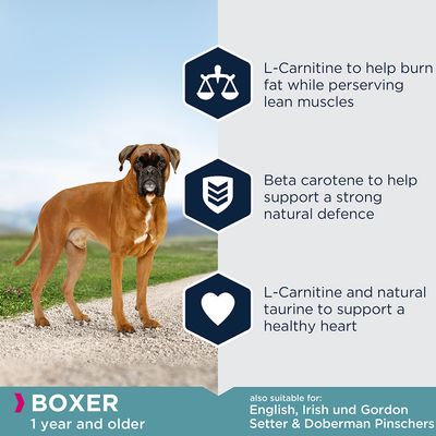 Eukanuba Boxer Volwassen