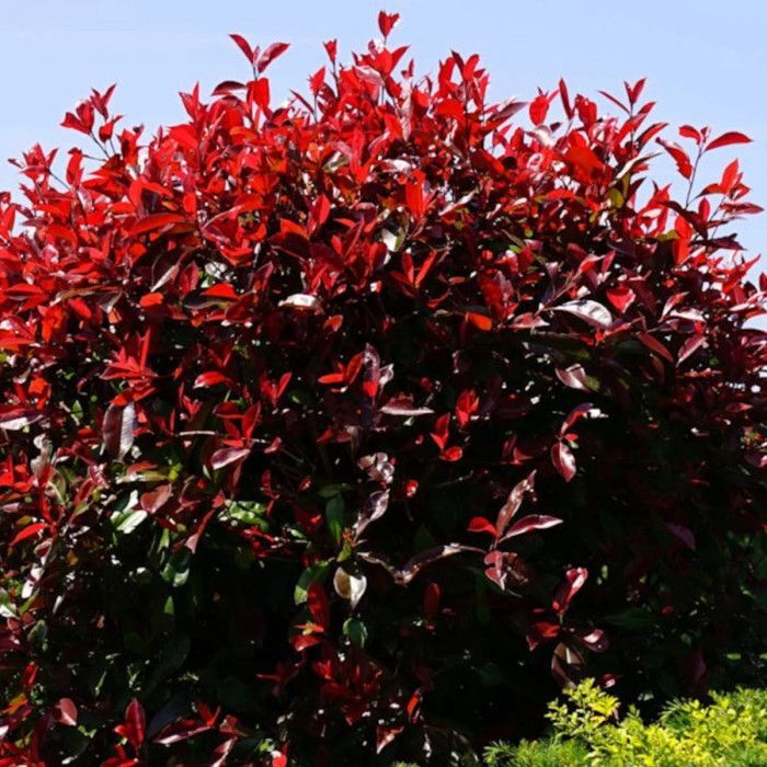 Photinia Red Robin