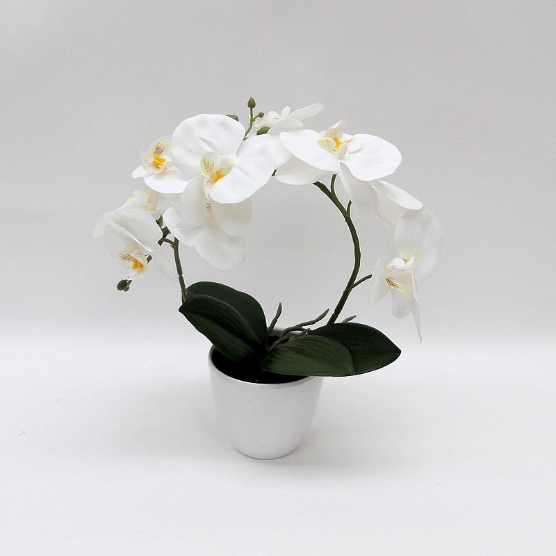 Kamerorchidee 30 cm, in pot, wit