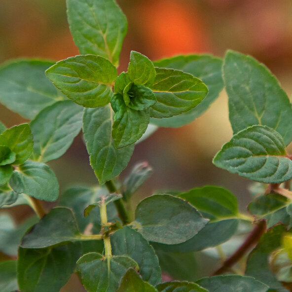 Gartenminzen-Trio Club Cuba-Mentha