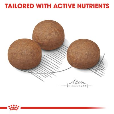 Royal Canin Maxi Verdauungspflege