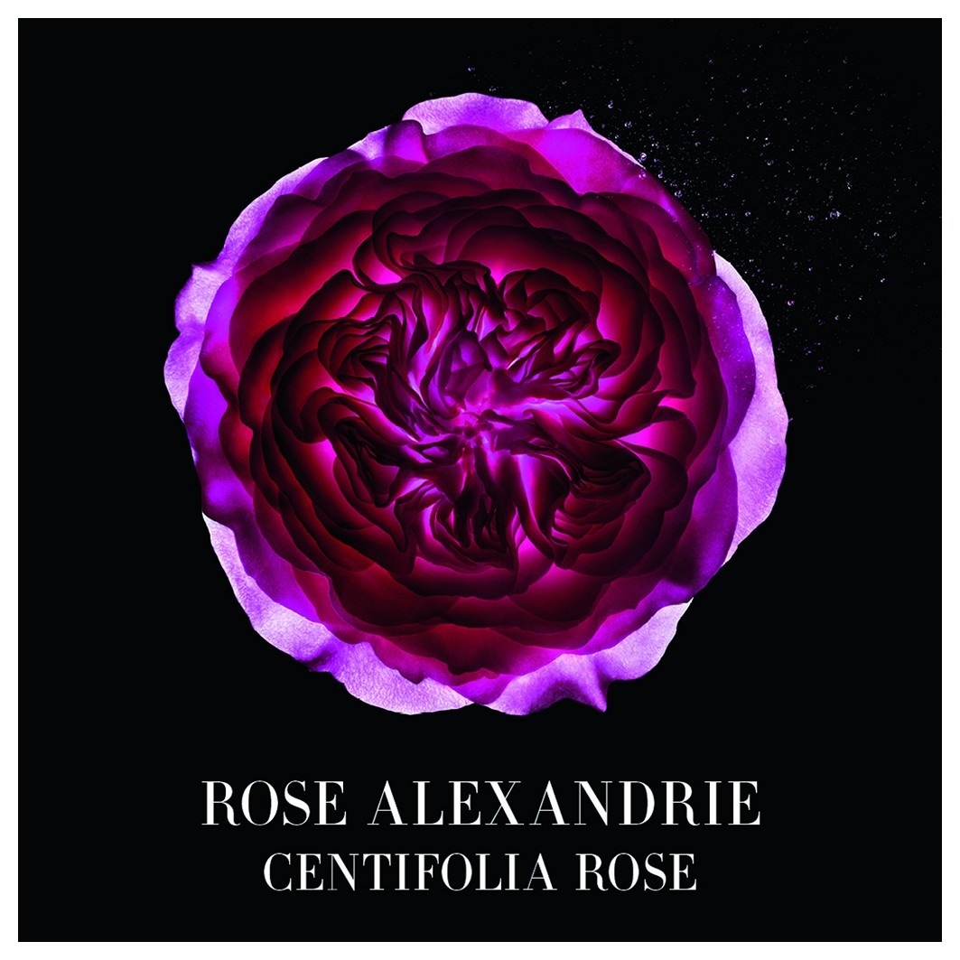 Armani Privé Rose Alexandria toaletna voda - 100 ml