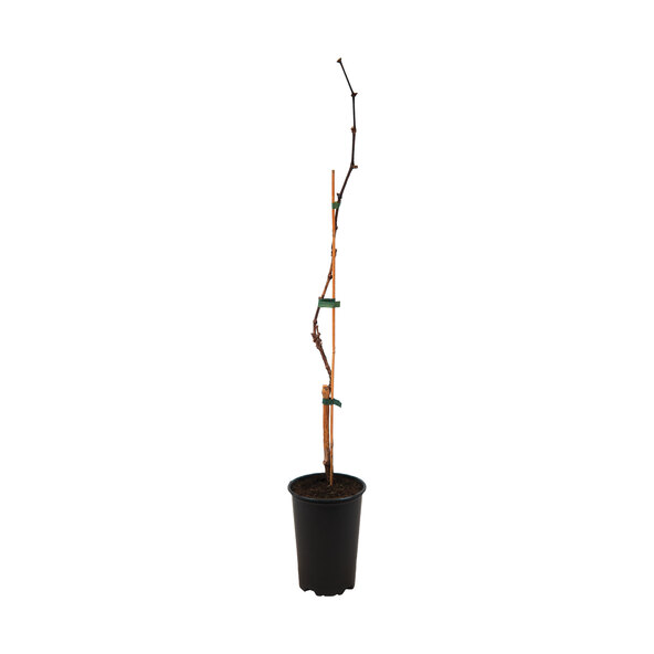 Blauwe druiven van de wijnstok