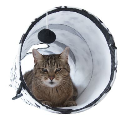 Tunnel de la fête des chats