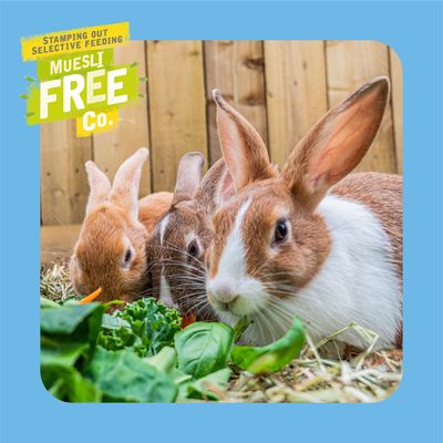 Burgess Excel Junior & Dwarf Rabbit Nuggets z miętą