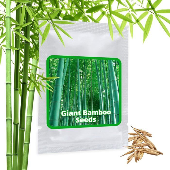 MOSO aprox. 60 semillas/Phyllostachys pubescens/