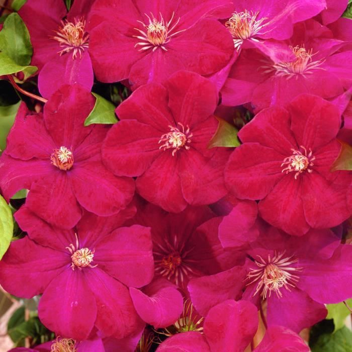 Clematis 