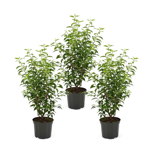 Prunus lusitanica 20er, incl. dünger